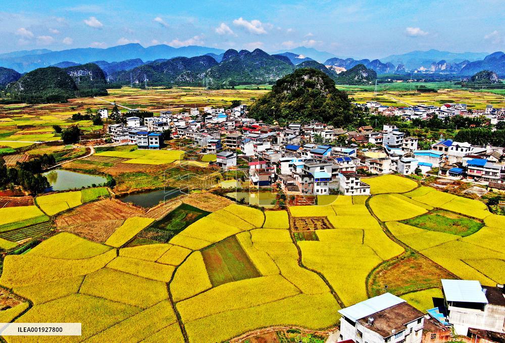 Ripening Late Rice in A High-standard Farmland in Liuzhou