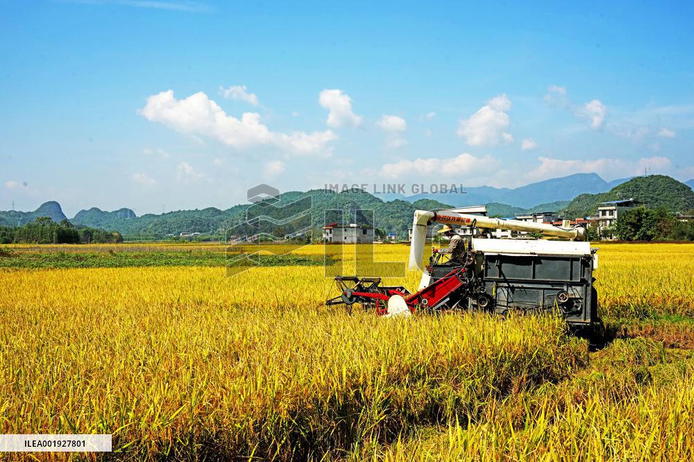 Ripening Late Rice in A High-standard Farmland in Liuzhou