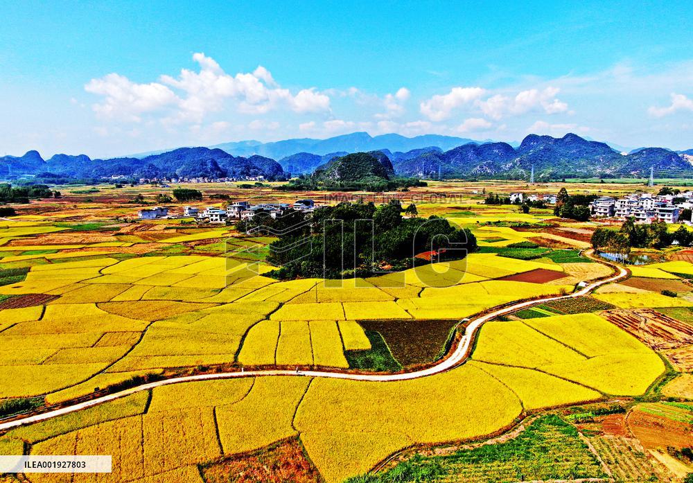 Ripening Late Rice in A High-standard Farmland in Liuzhou