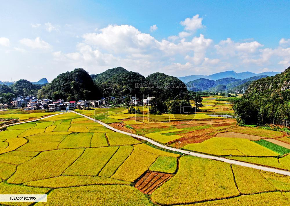 Ripening Late Rice in A High-standard Farmland in Liuzhou