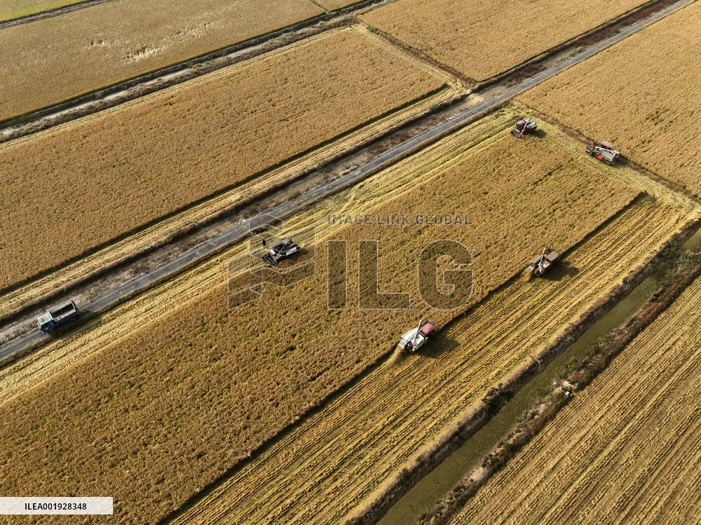 Rice Harvest in Lianyungang