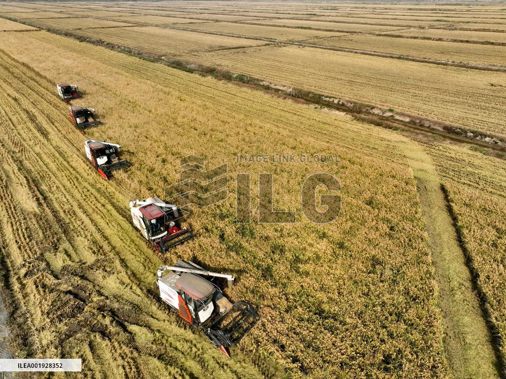 Rice Harvest in Lianyungang