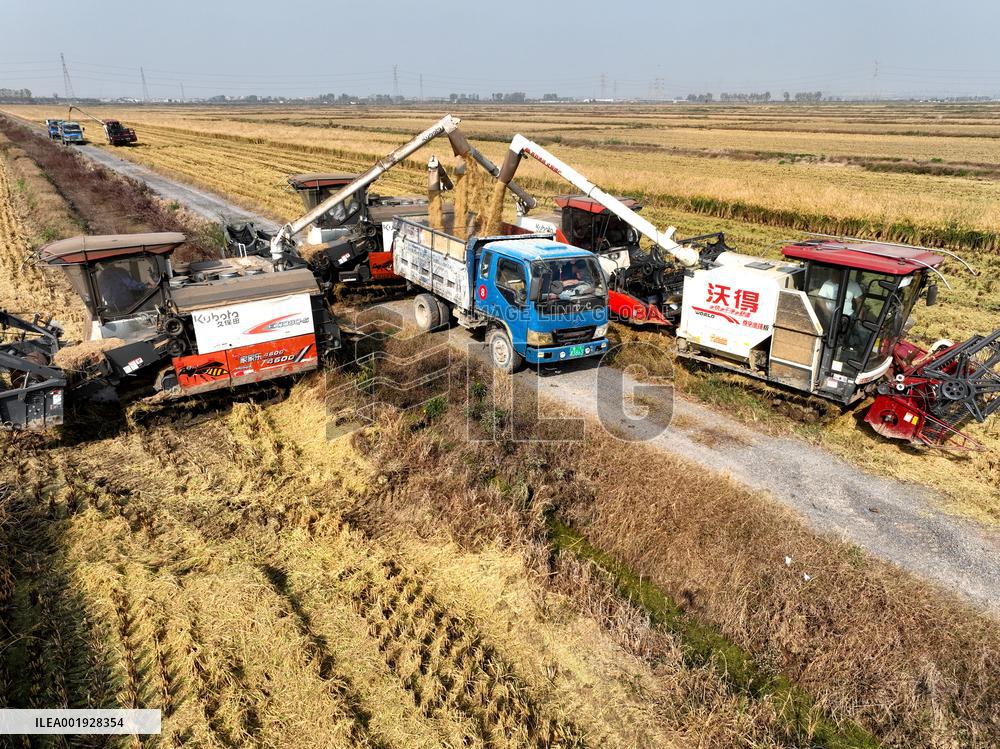 Rice Harvest in Lianyungang