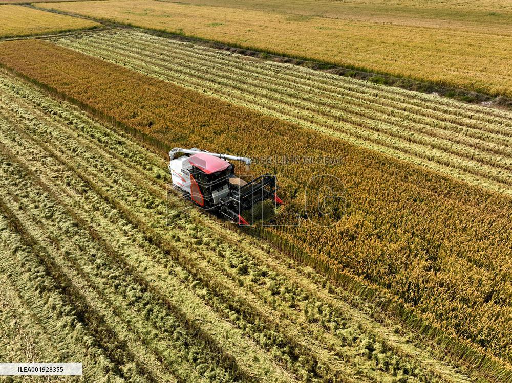 Rice Harvest in Lianyungang