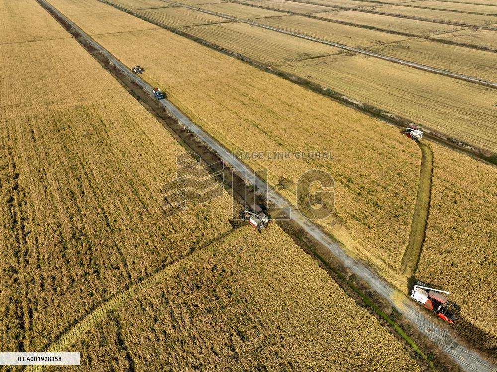 Rice Harvest in Lianyungang