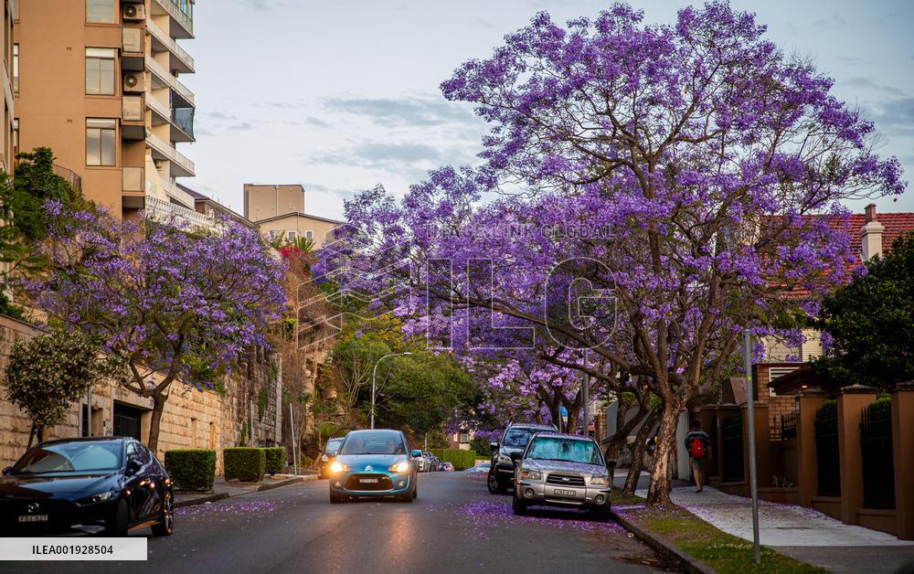 AUSTRALIA-SYDNEY-JACARANDA TREES-BLOSSOM