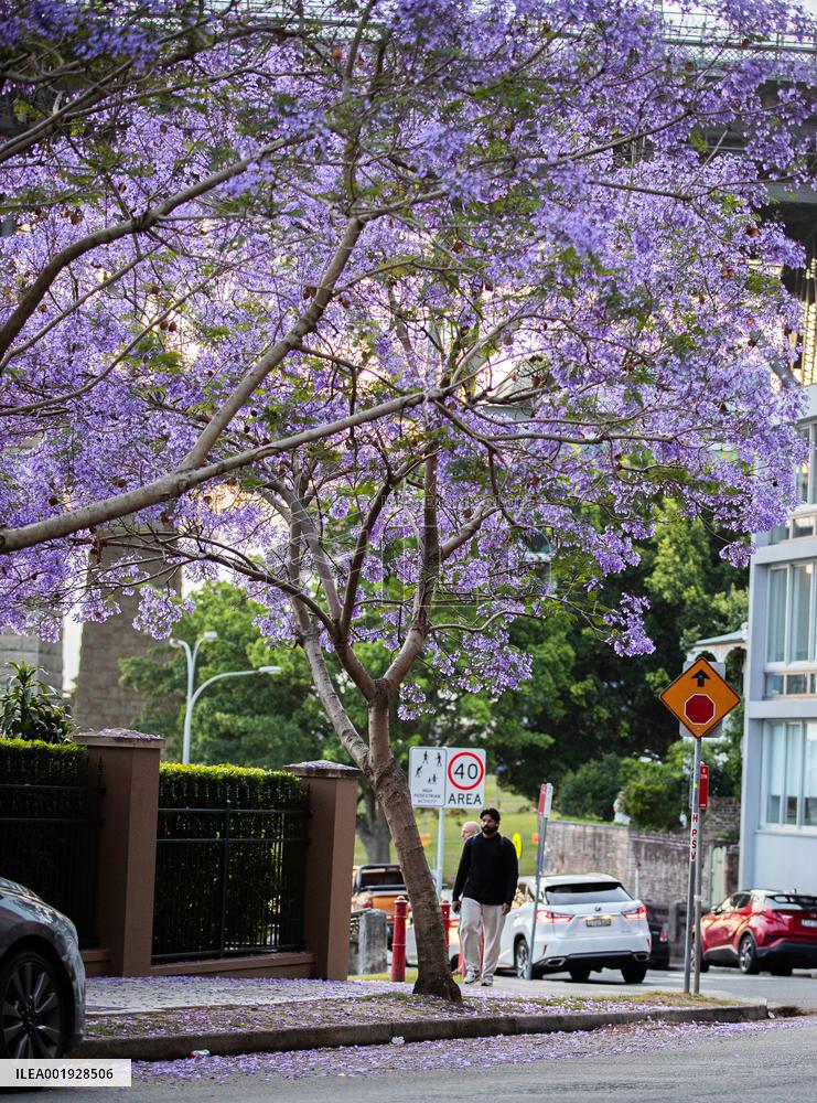 AUSTRALIA-SYDNEY-JACARANDA TREES-BLOSSOM