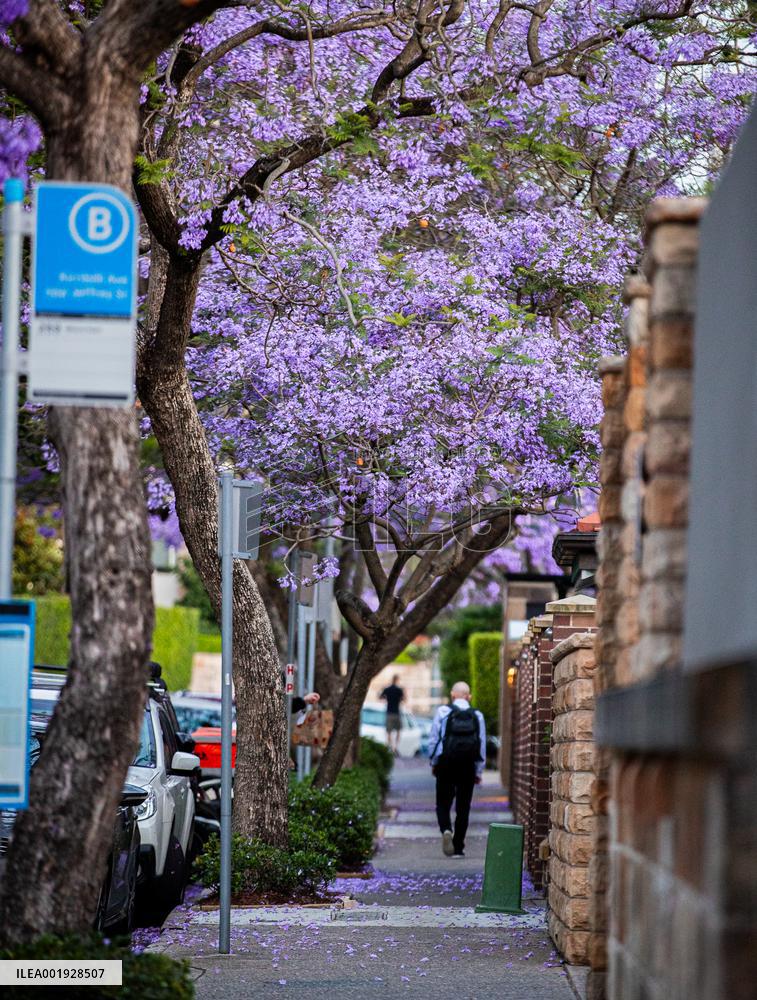 AUSTRALIA-SYDNEY-JACARANDA TREES-BLOSSOM