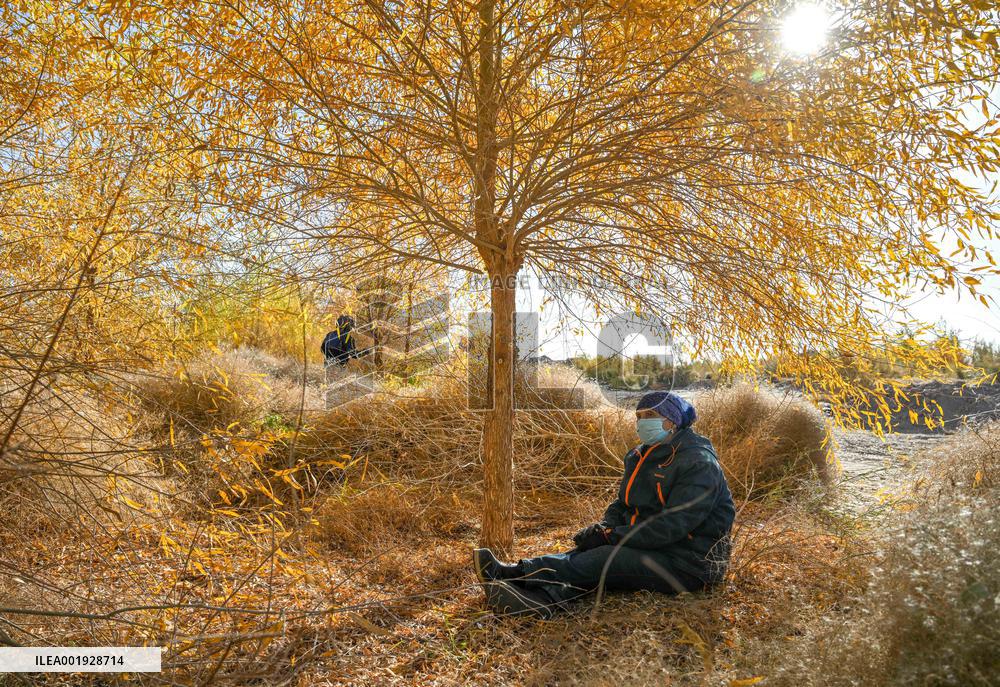 CHINA-INNER MONGOLIA-EJINA BANNER-DESERT-PLANTER (CN)