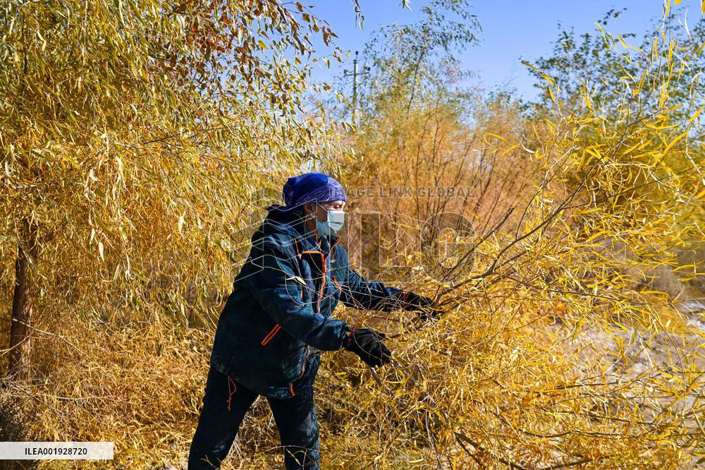 CHINA-INNER MONGOLIA-EJINA BANNER-DESERT-PLANTER (CN)