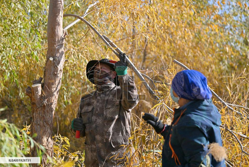 CHINA-INNER MONGOLIA-EJINA BANNER-DESERT-PLANTER (CN)