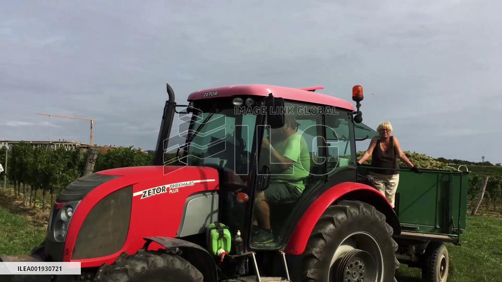 Czech exporter eyes great business opportunities at 6th CIIE