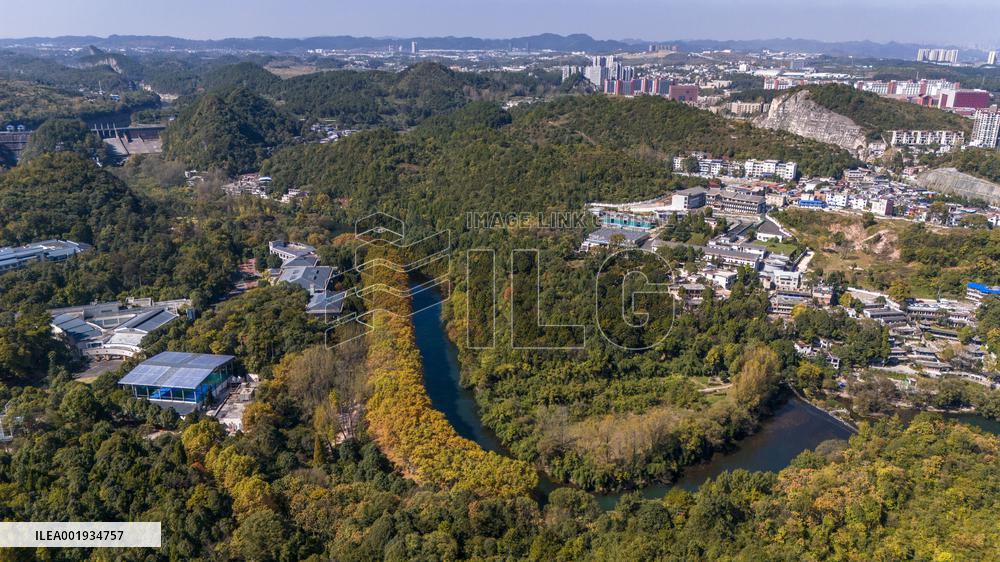 Wutong Trees With All Leaves Turning Yellow in Guiyang