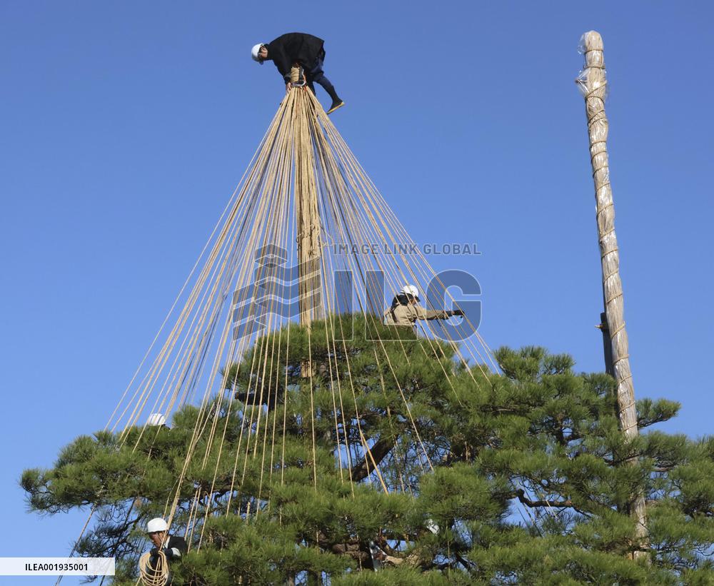 Tree protection work at Kanazawa garden