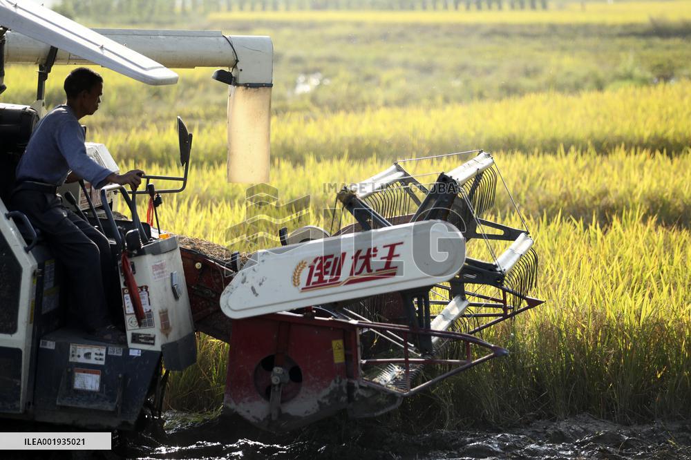 Late Rice Harvest in Zixing