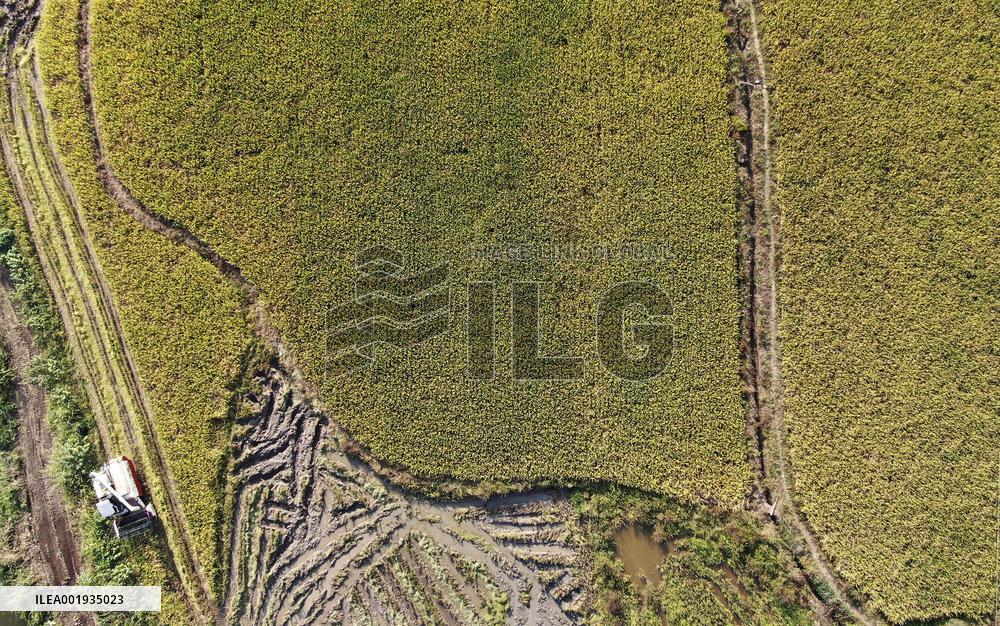 Late Rice Harvest in Zixing
