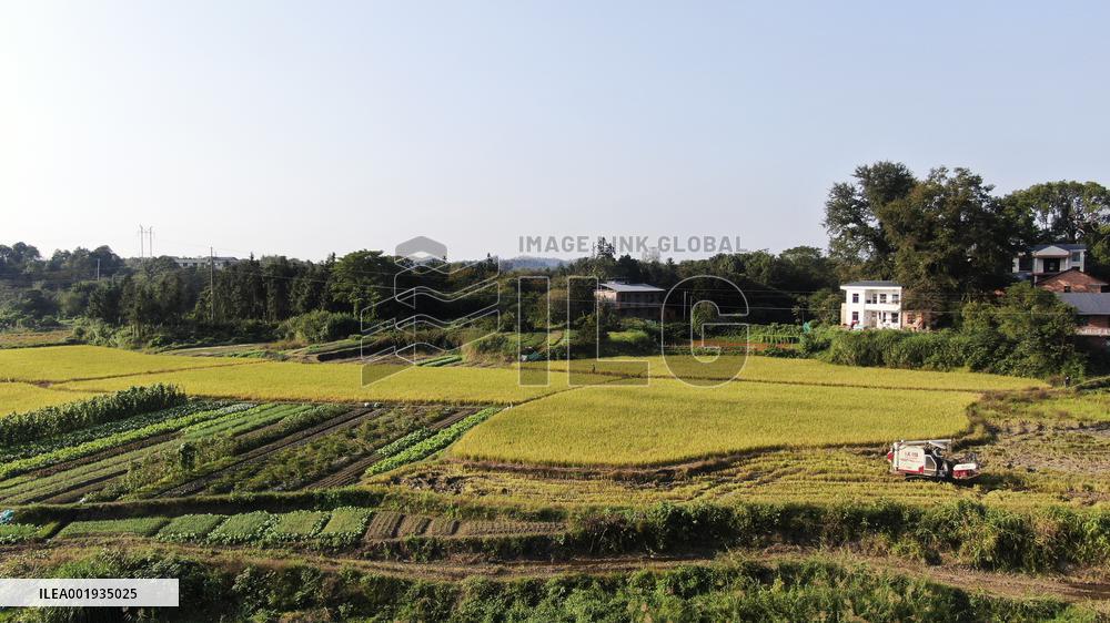 Late Rice Harvest in Zixing