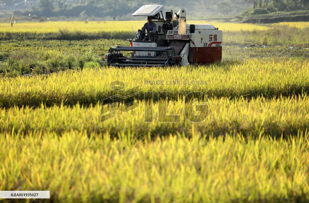 Late Rice Harvest in Zixing