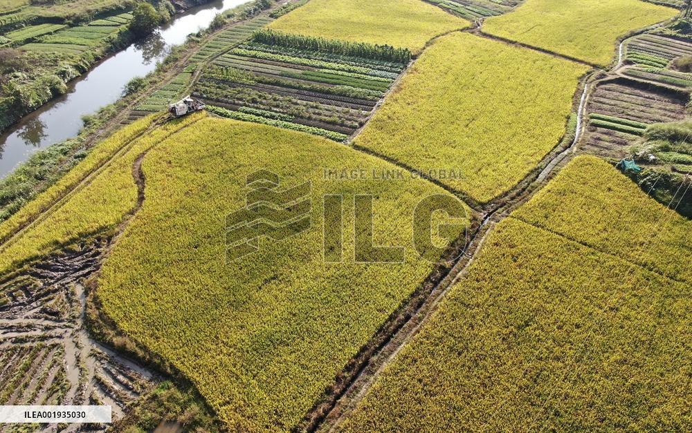 Late Rice Harvest in Zixing