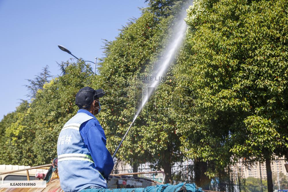 Tree Species For Cold Prevention in Lianyungang
