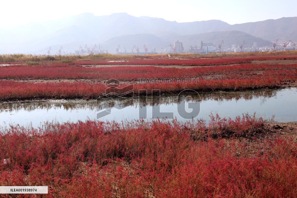Red Beach Iin Lianyungang