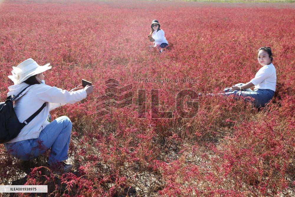 Red Beach Iin Lianyungang