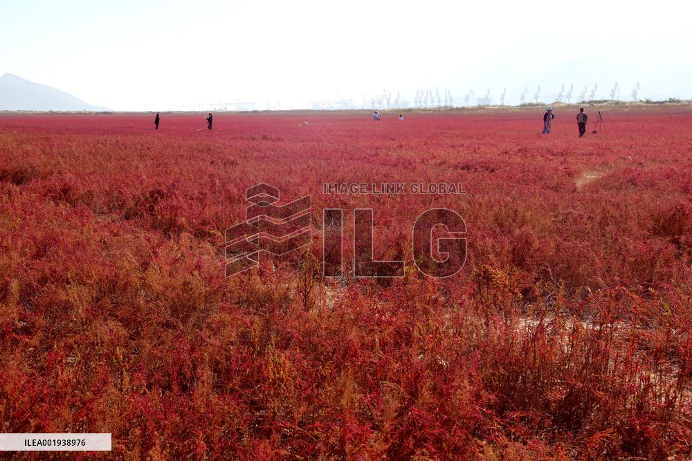 Red Beach Iin Lianyungang