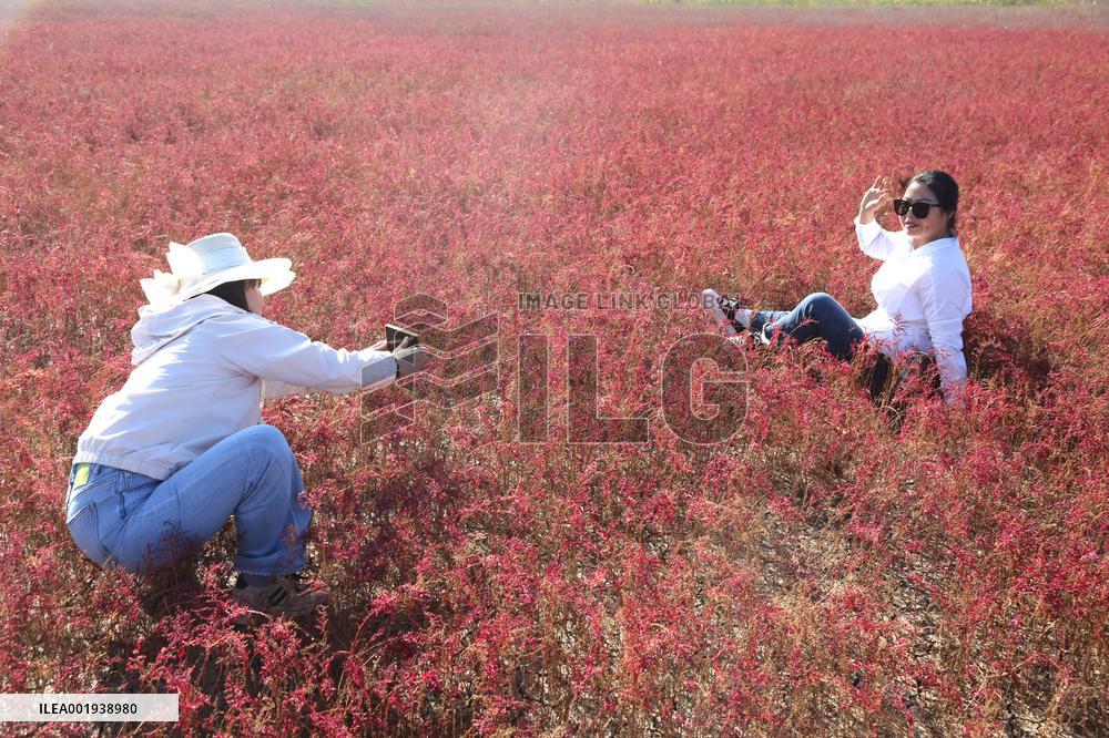 Red Beach Iin Lianyungang