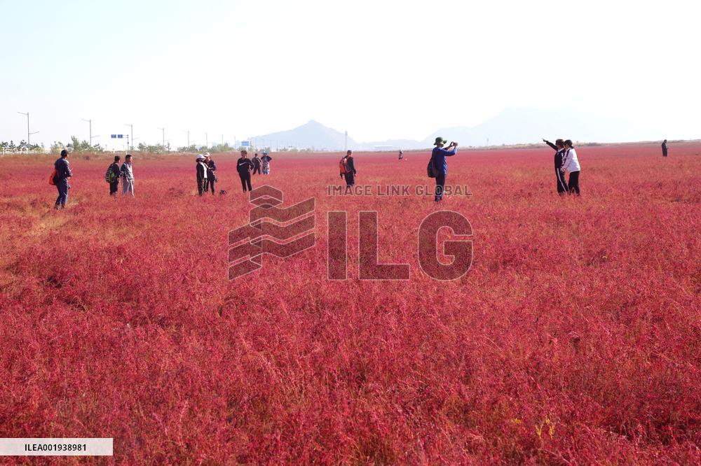 Red Beach Iin Lianyungang