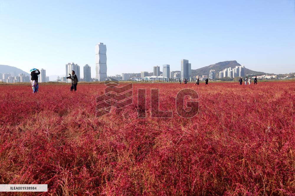 Red Beach Iin Lianyungang
