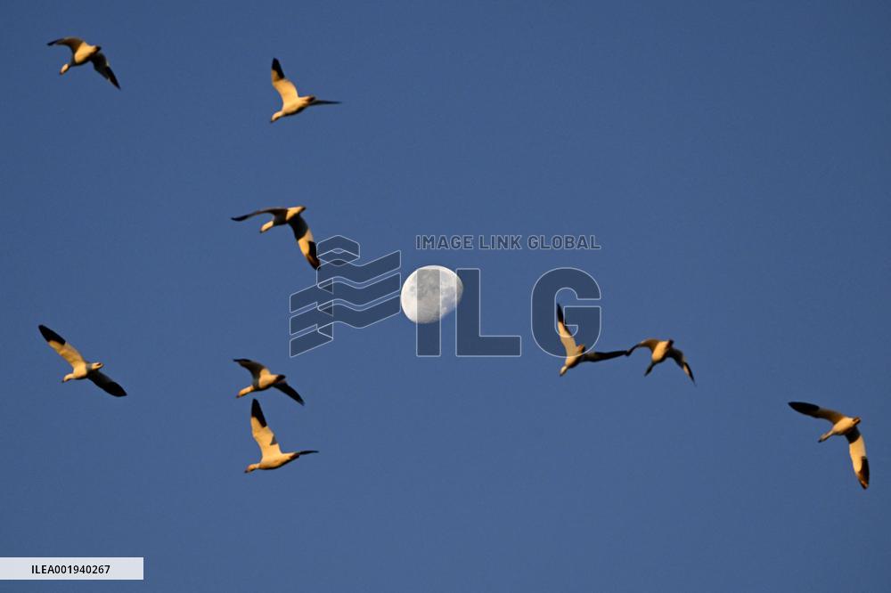 Migratory Movements Of Snow Geese - Canada