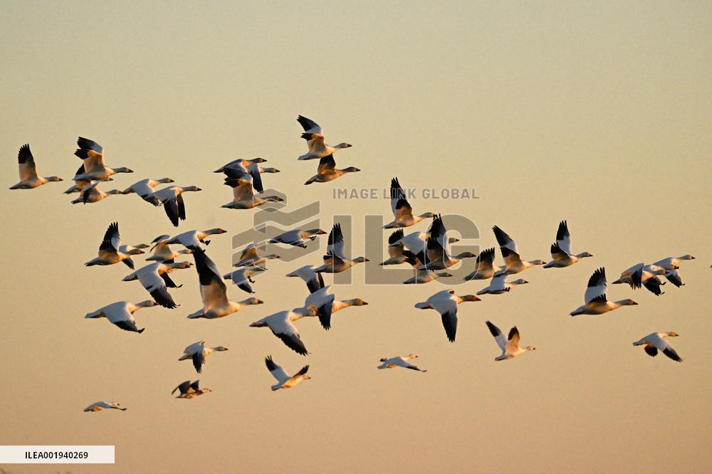 Migratory Movements Of Snow Geese - Canada