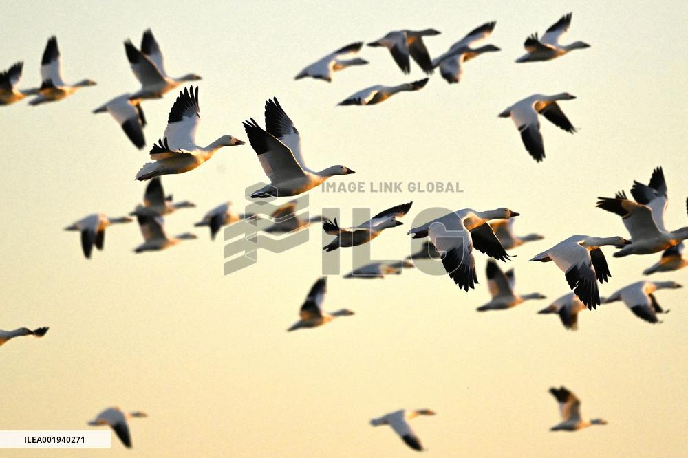 Migratory Movements Of Snow Geese - Canada