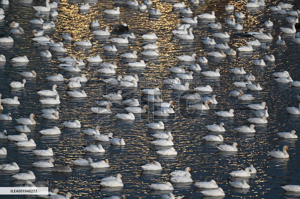 Migratory Movements Of Snow Geese - Canada