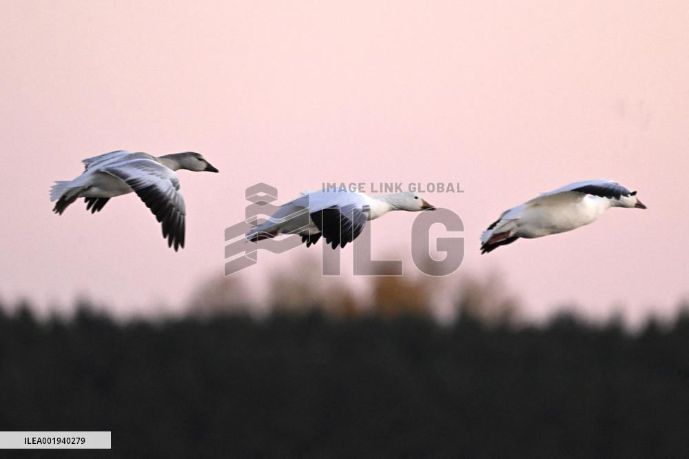 Migratory Movements Of Snow Geese - Canada