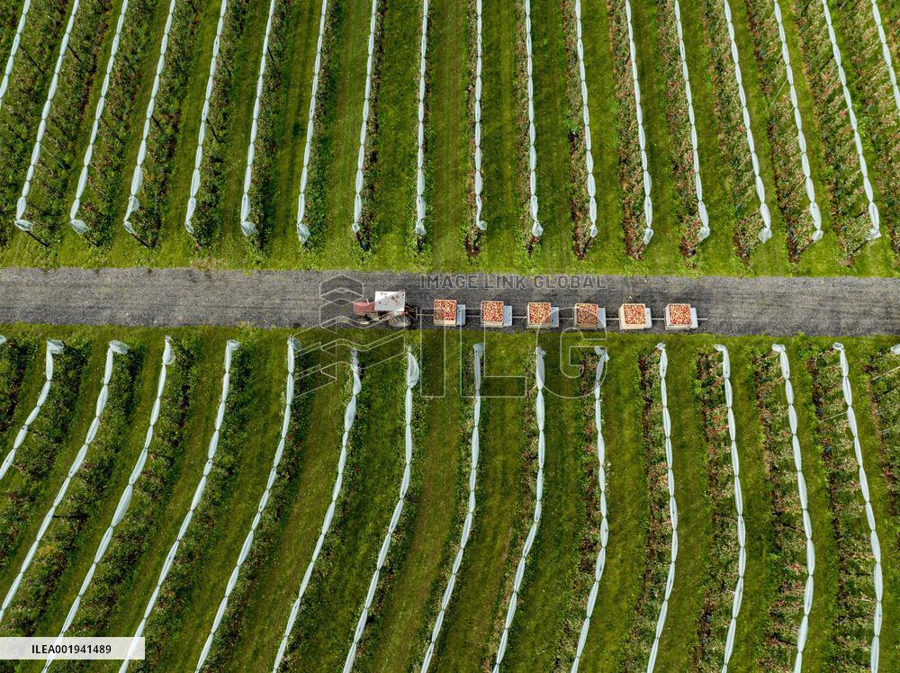 Apple Harvest - Netherlands