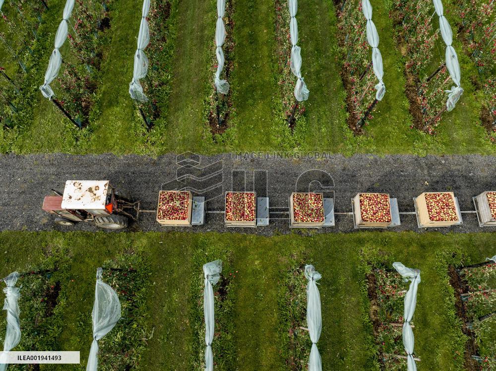 Apple Harvest - Netherlands