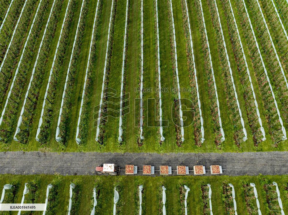 Apple Harvest - Netherlands