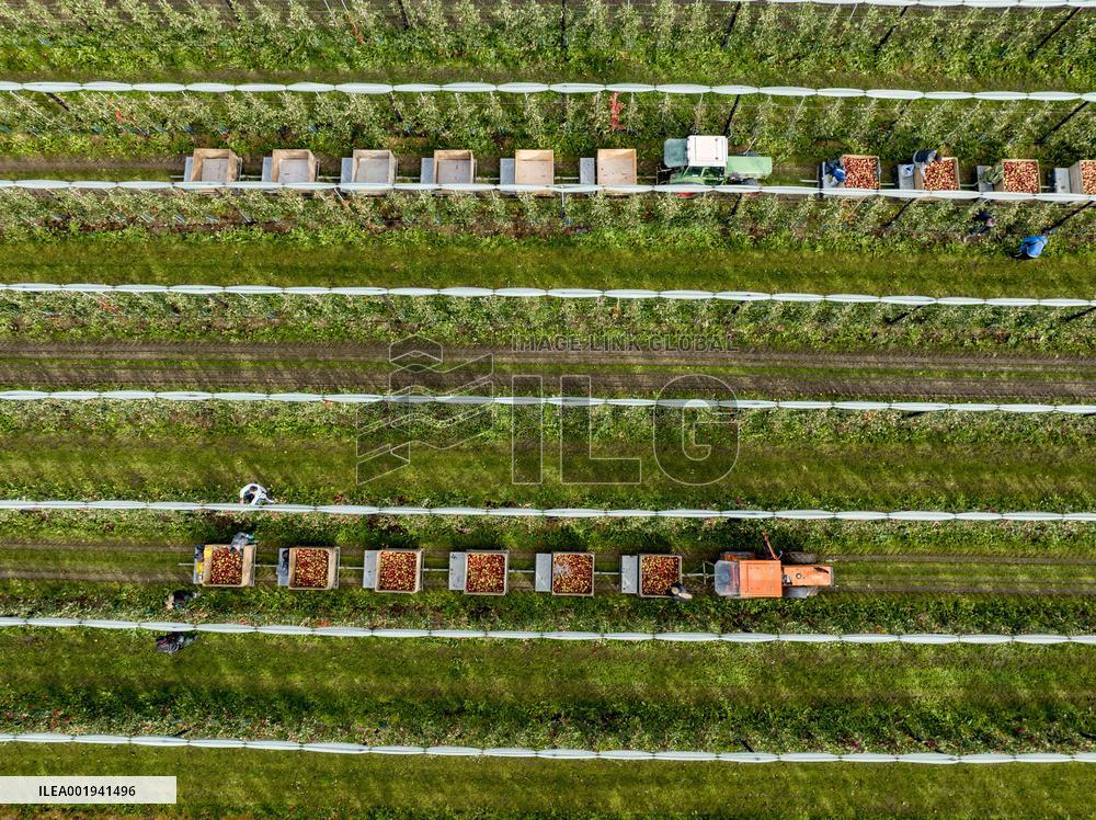 Apple Harvest - Netherlands