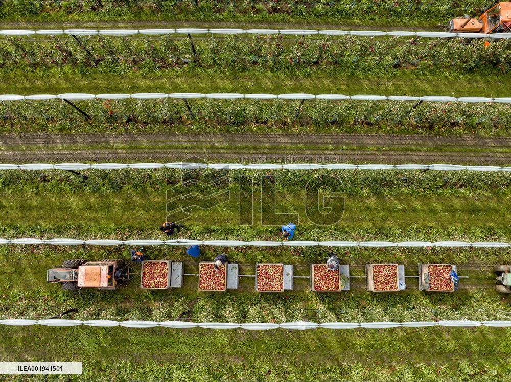 Apple Harvest - Netherlands