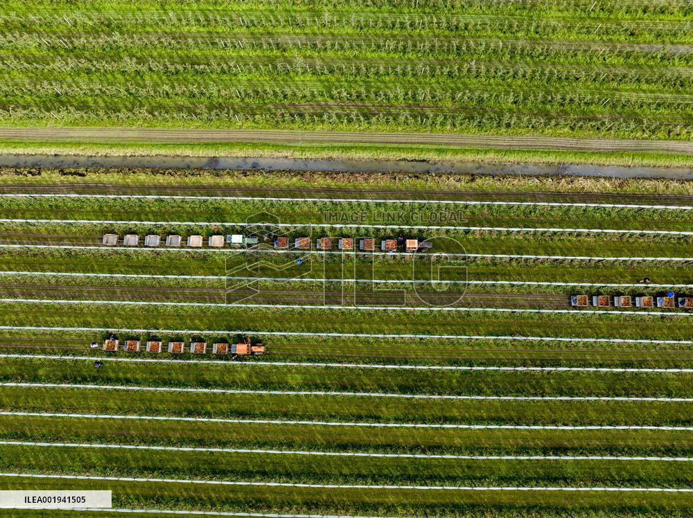 Apple Harvest - Netherlands