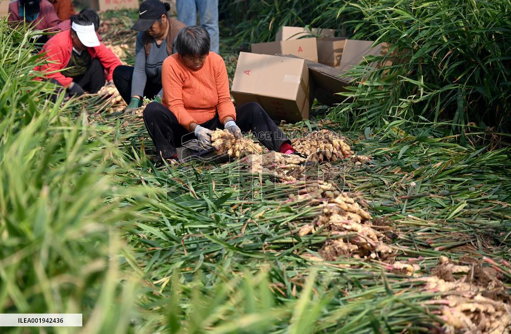 Farmers Harvest Ginger in Handan