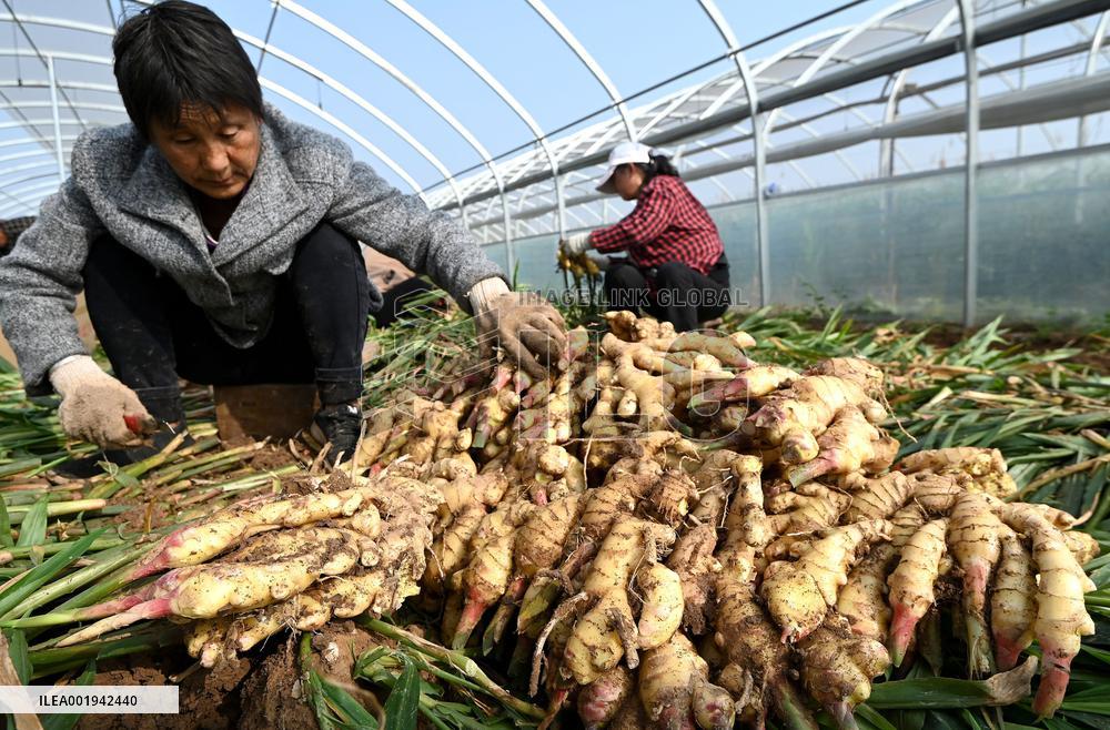 Farmers Harvest Ginger in Handan