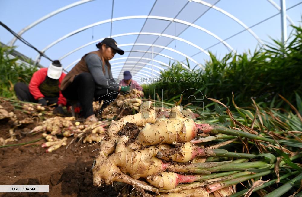 Farmers Harvest Ginger in Handan