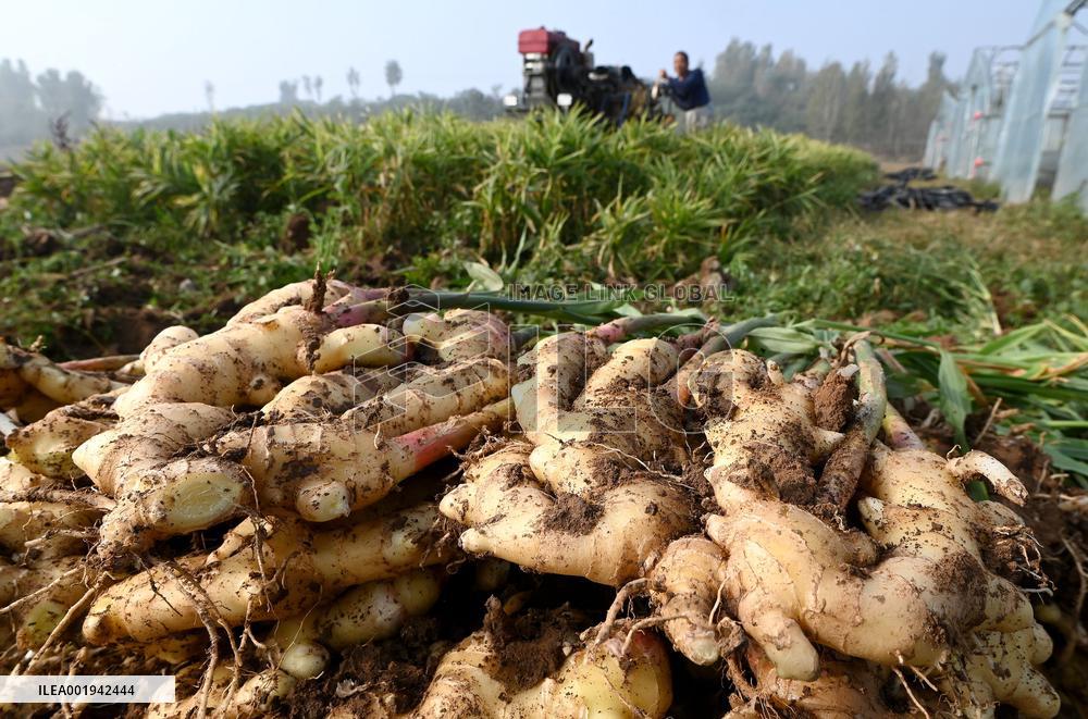 Farmers Harvest Ginger in Handan