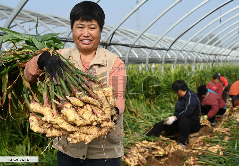 Farmers Harvest Ginger in Handan