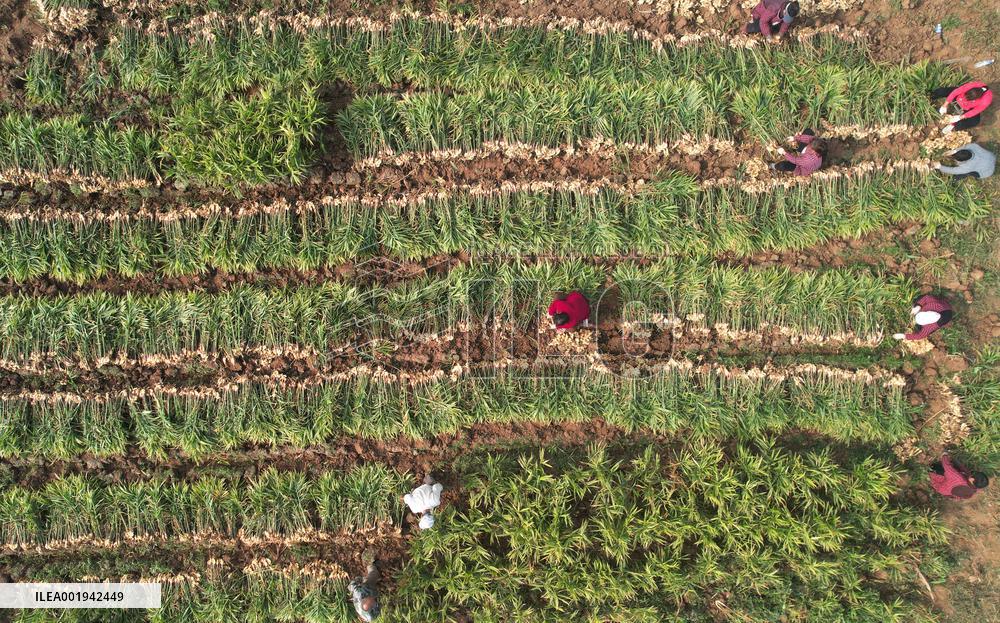 Farmers Harvest Ginger in Handan