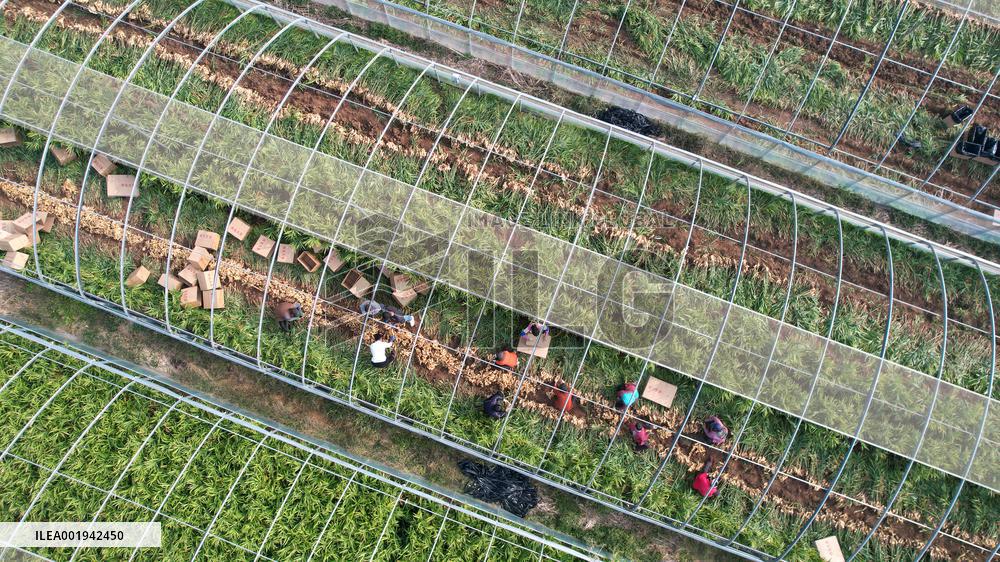 Farmers Harvest Ginger in Handan