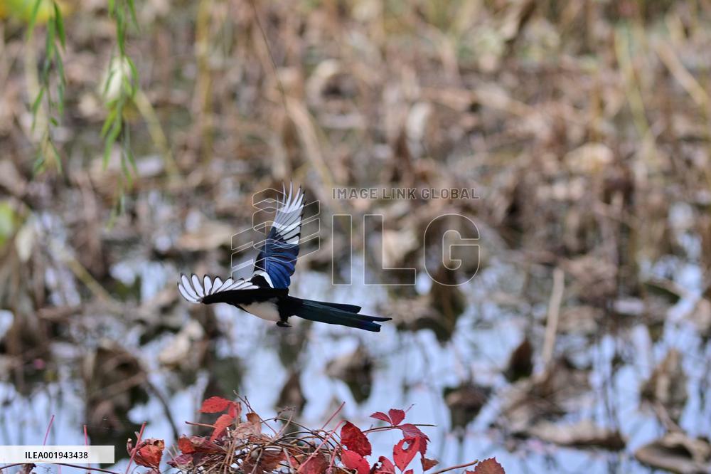 CHINA-BEIJING-SUMMER PALACE-AUTUMN SCENERY (CN)