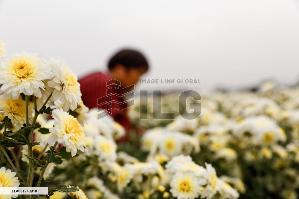 #CHINA-CHRYSANTHEMUM-HARVEST (CN)